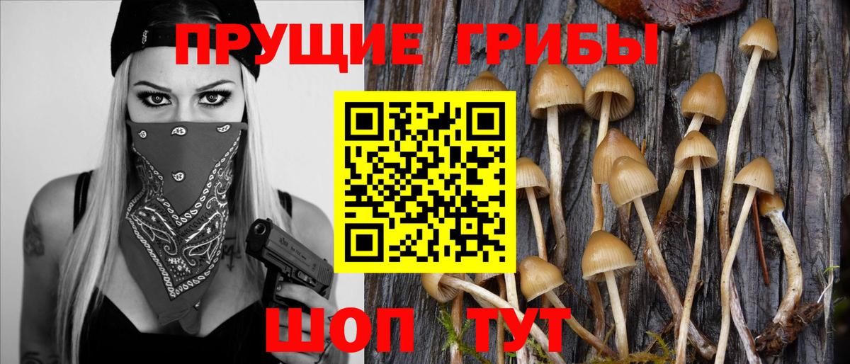 Лыткарино  Псилоцибиновые грибы прущие грибы  что такое   Вход с VPN 